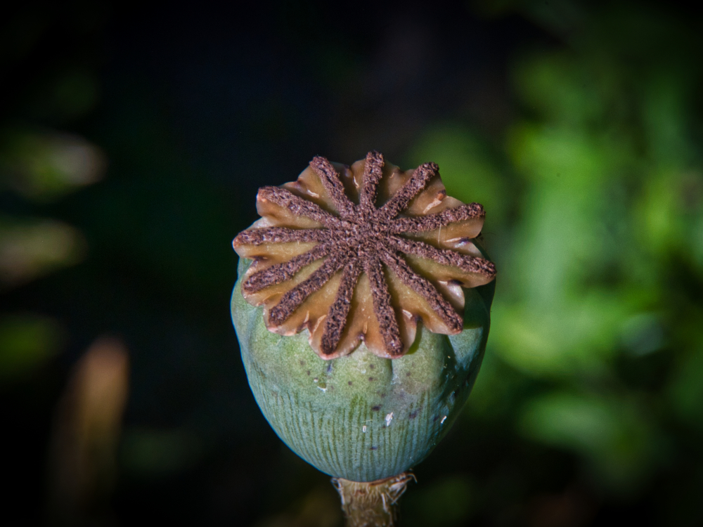 Mohn