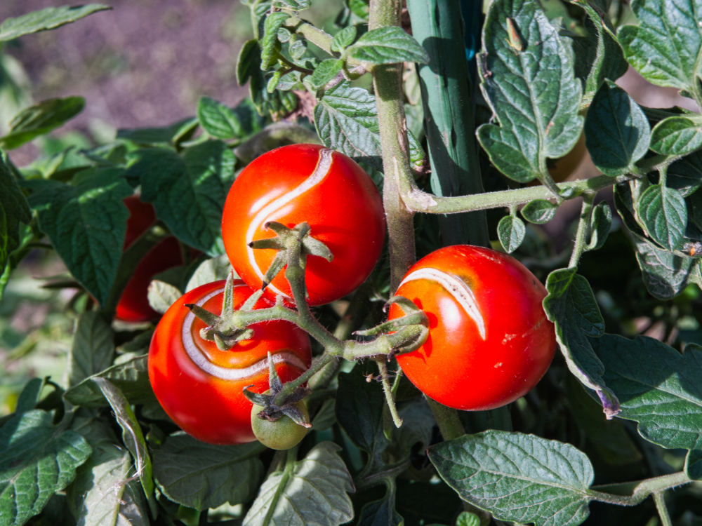 Tomaten am Strauch