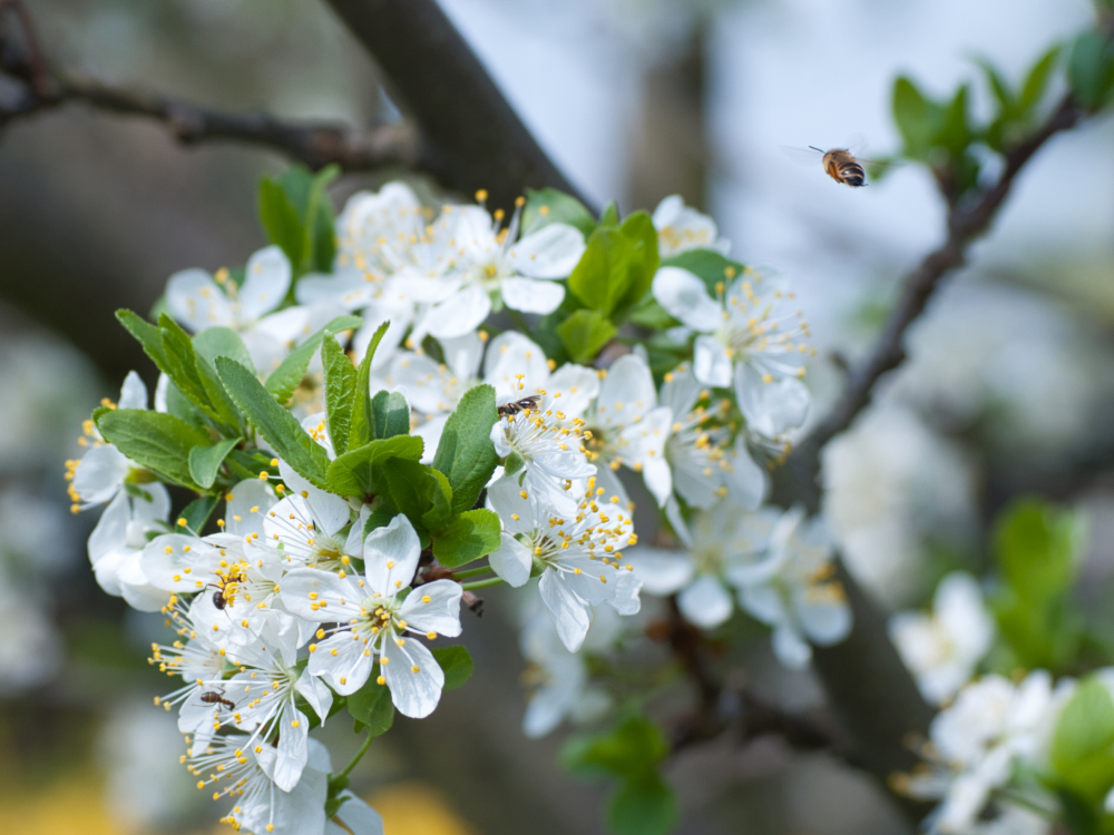 Blüte