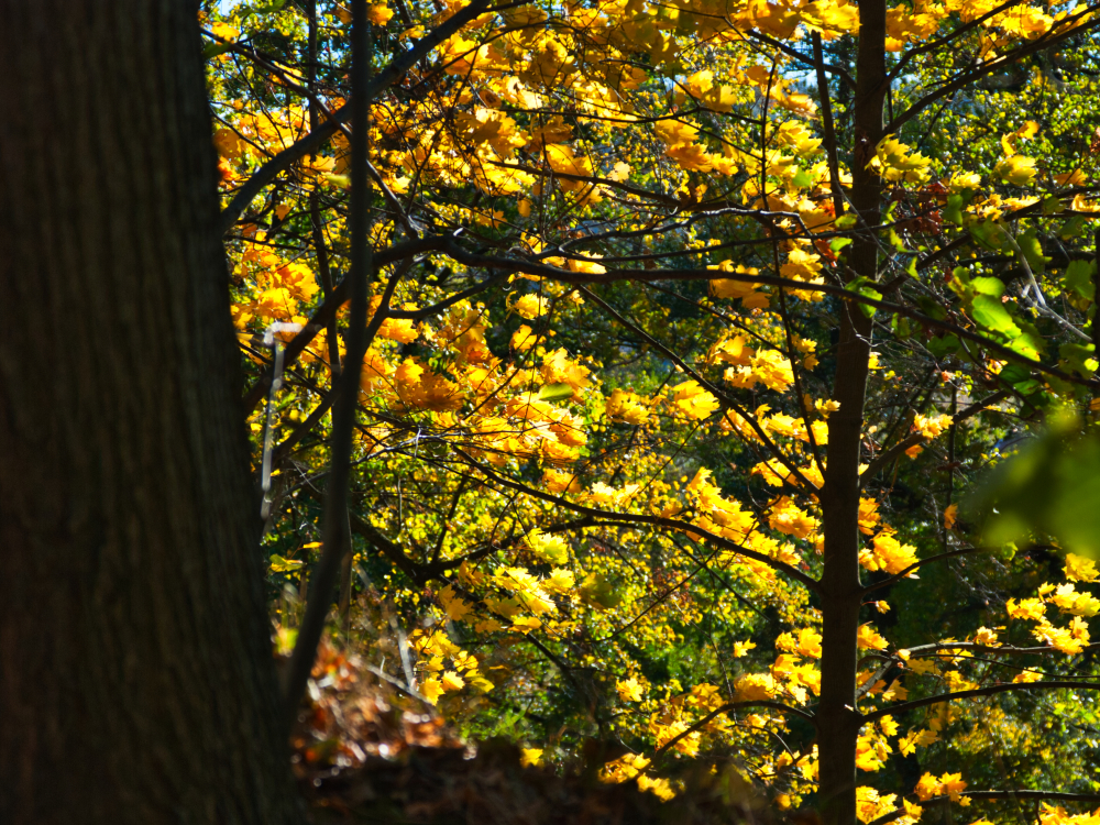 Herbstliches Blattwerk