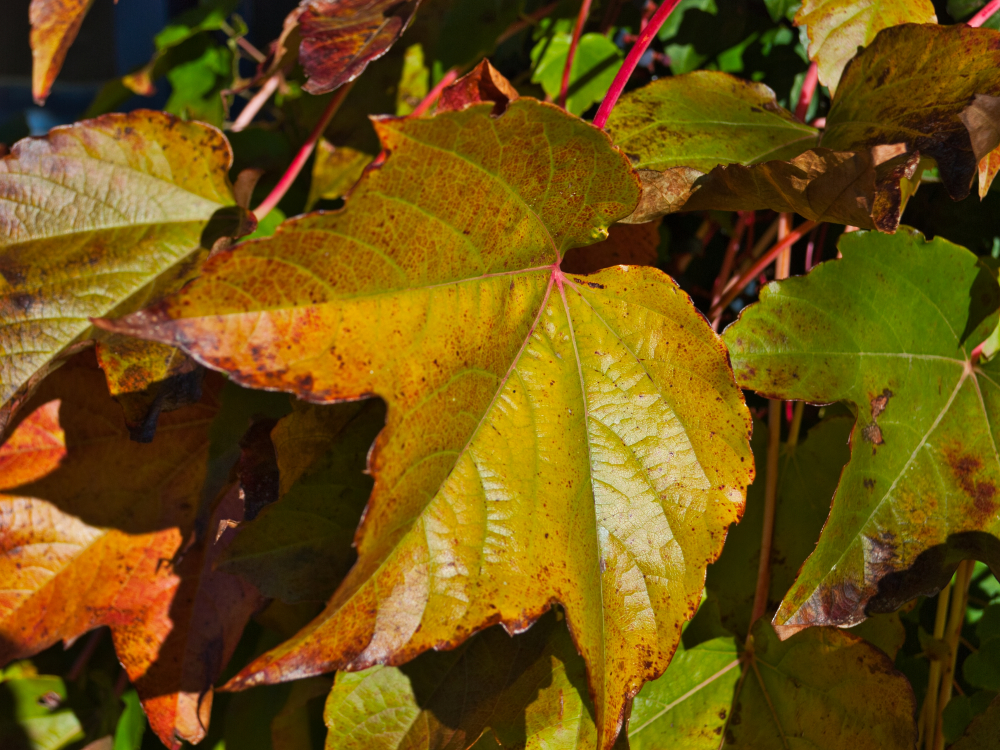 Herbstliches Blattwerk