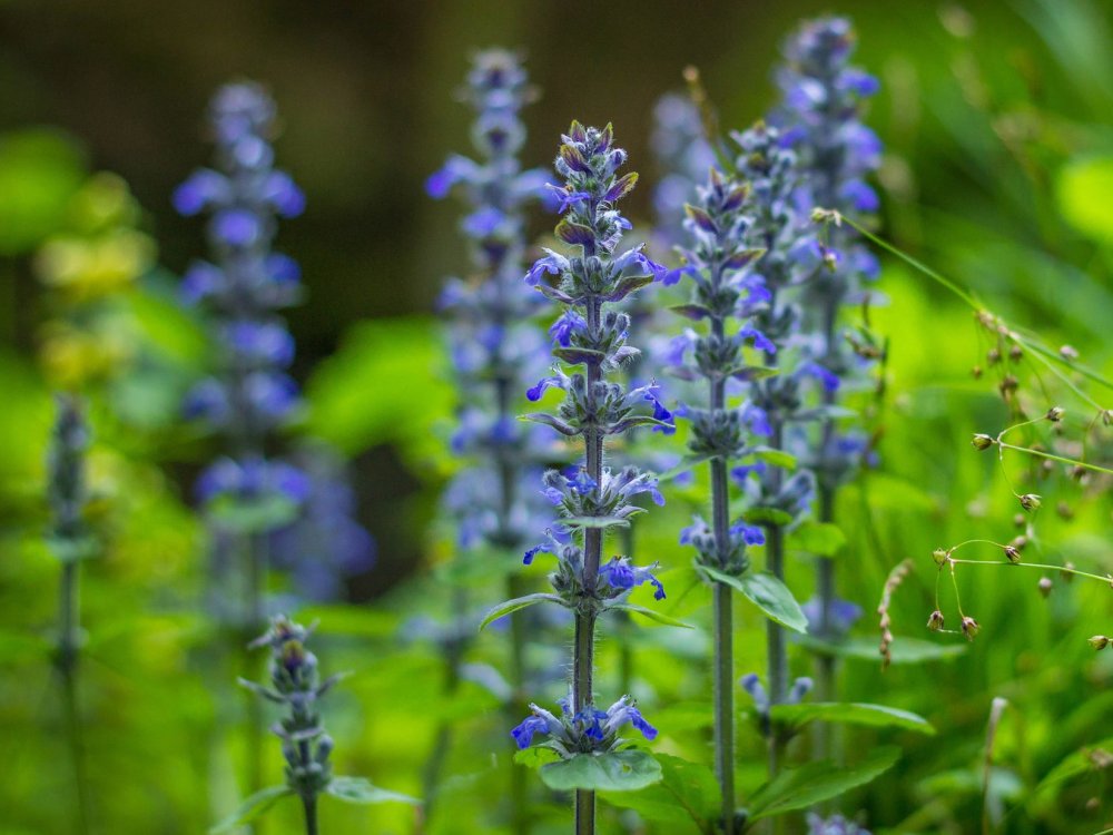 Gewächs mit blauen Blüten