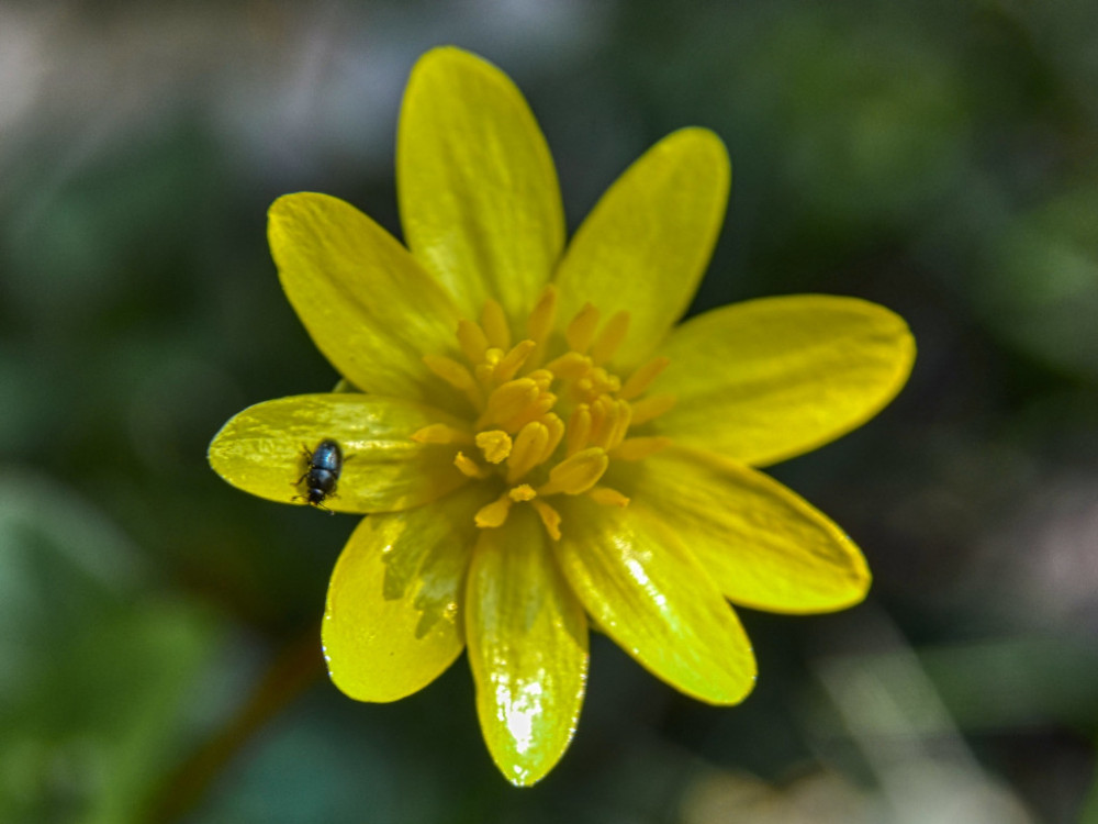 Blüte mit Käfer