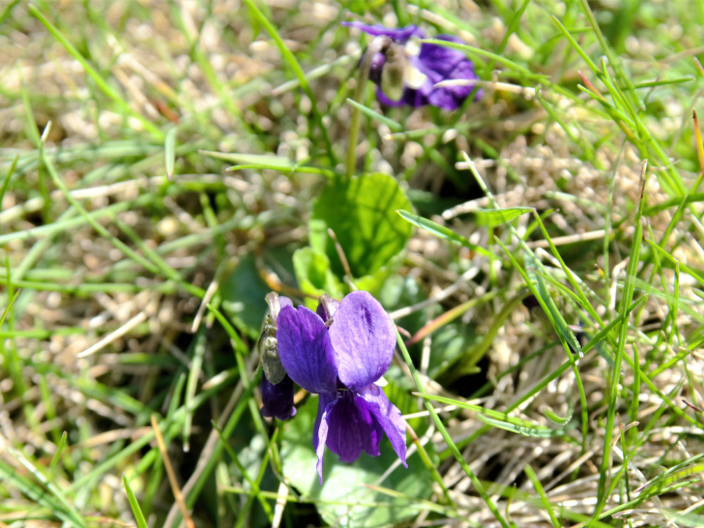 Blaue Blüten