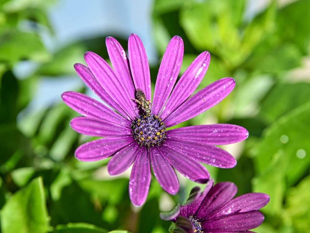 Blüte mit Insekt