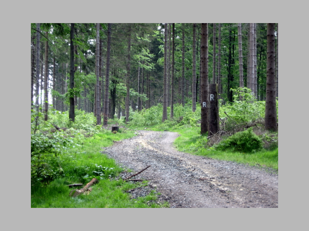 Waldweg: Rennsteig