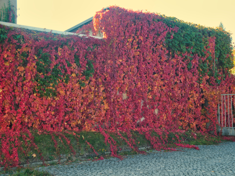 Wein wächst an Mauer