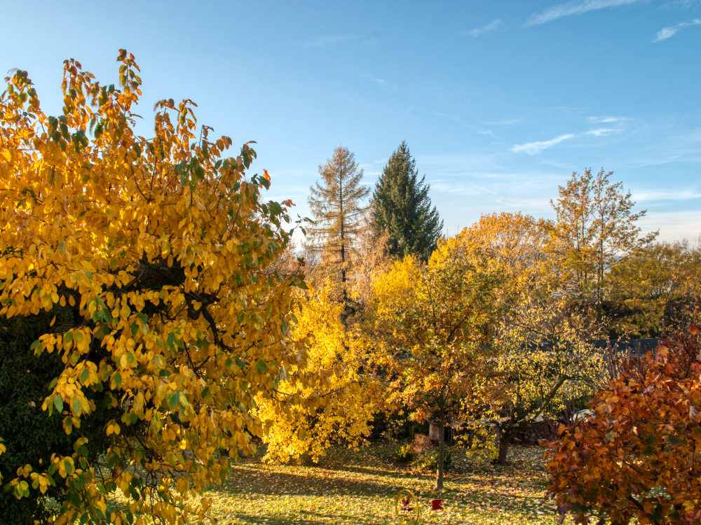 Herbstlaub an Bäumen