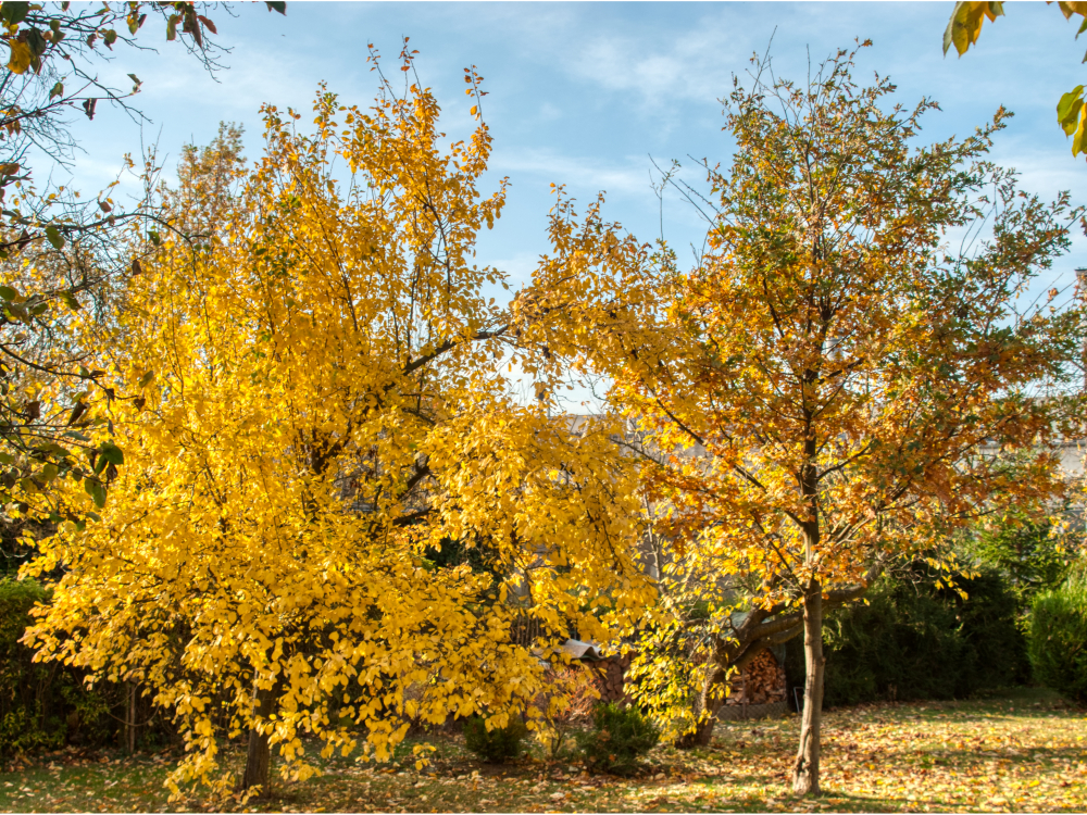 Herbstlaub an Bäumen