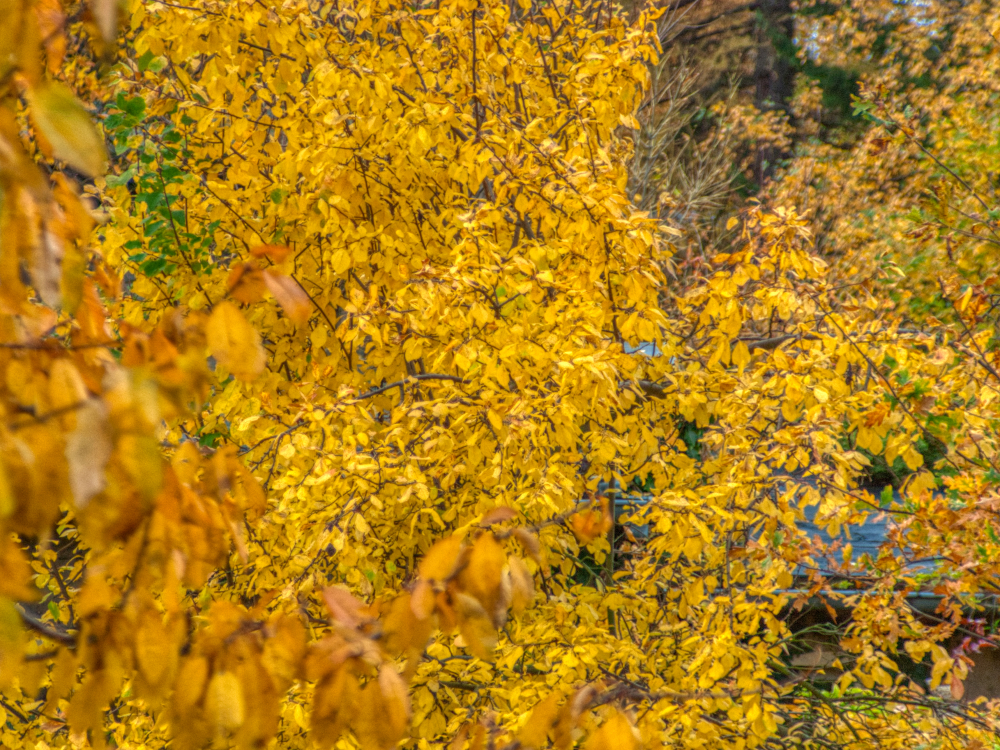 Herbstliches Blätterwerk