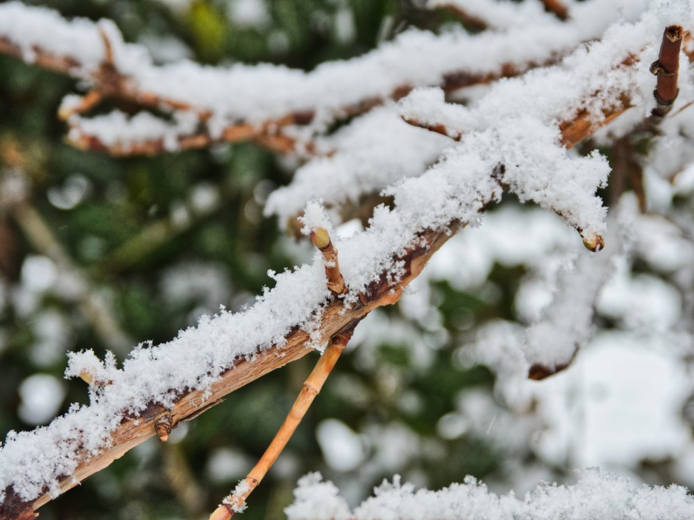 Schnee auf Geäst