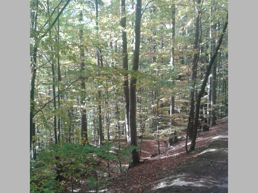 Im herbstlichen Wald