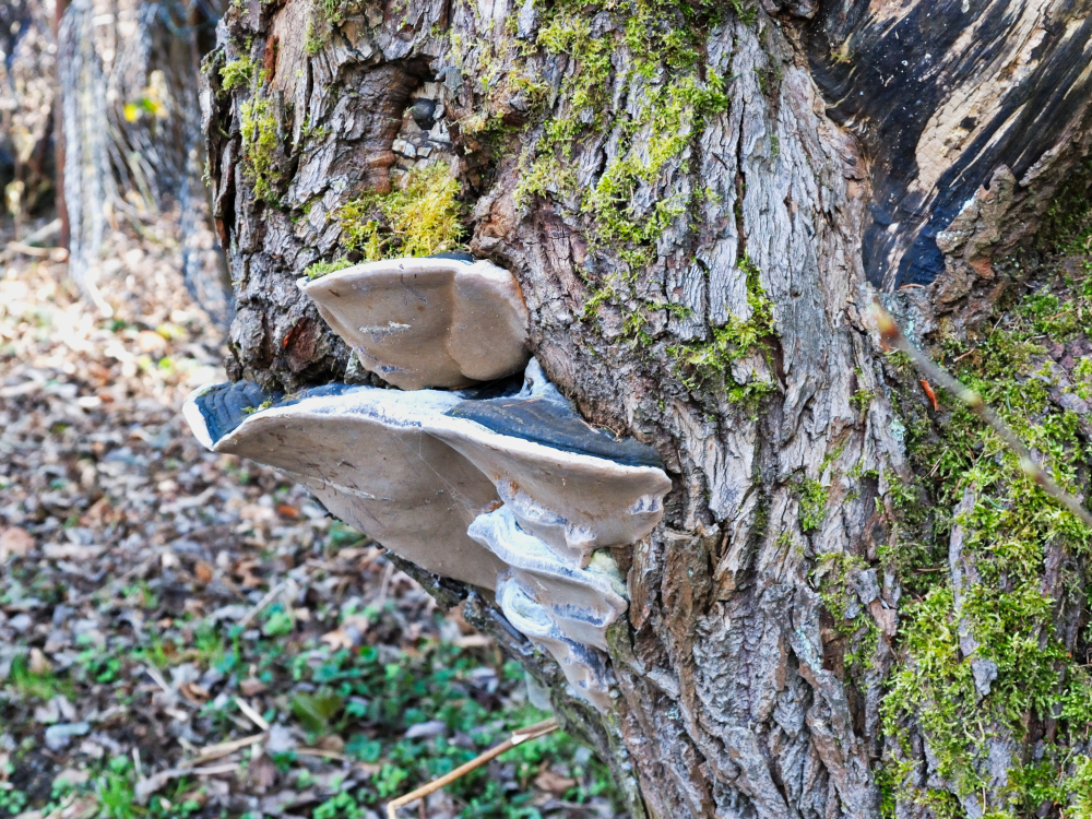 Baum mit Baumpilz