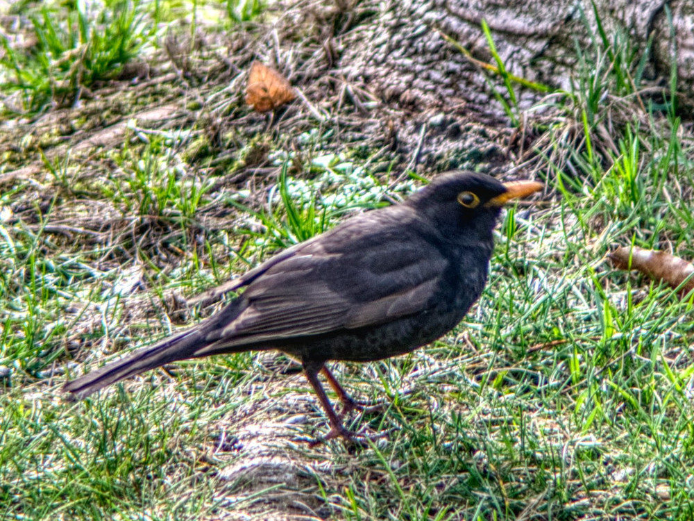 Amsel