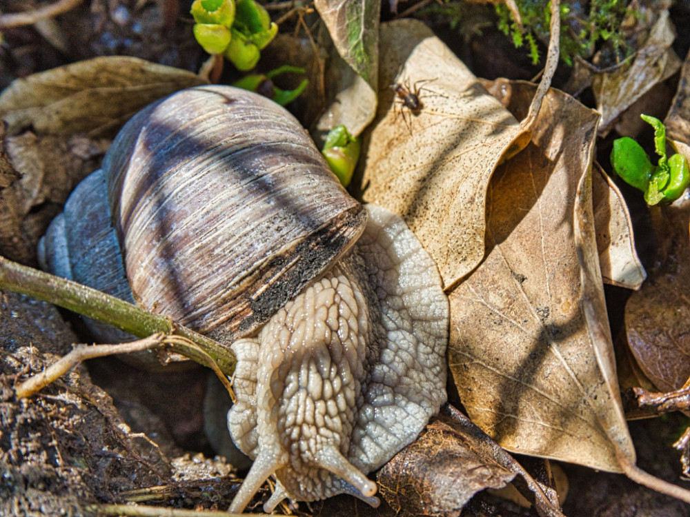 Weinbergschnecke