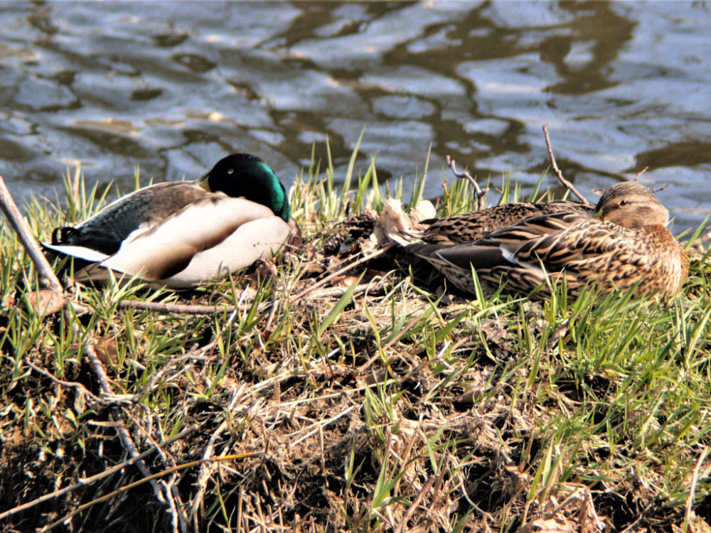 Stockenten am Wasser