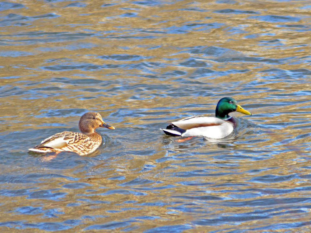 Stockenten im Wasser