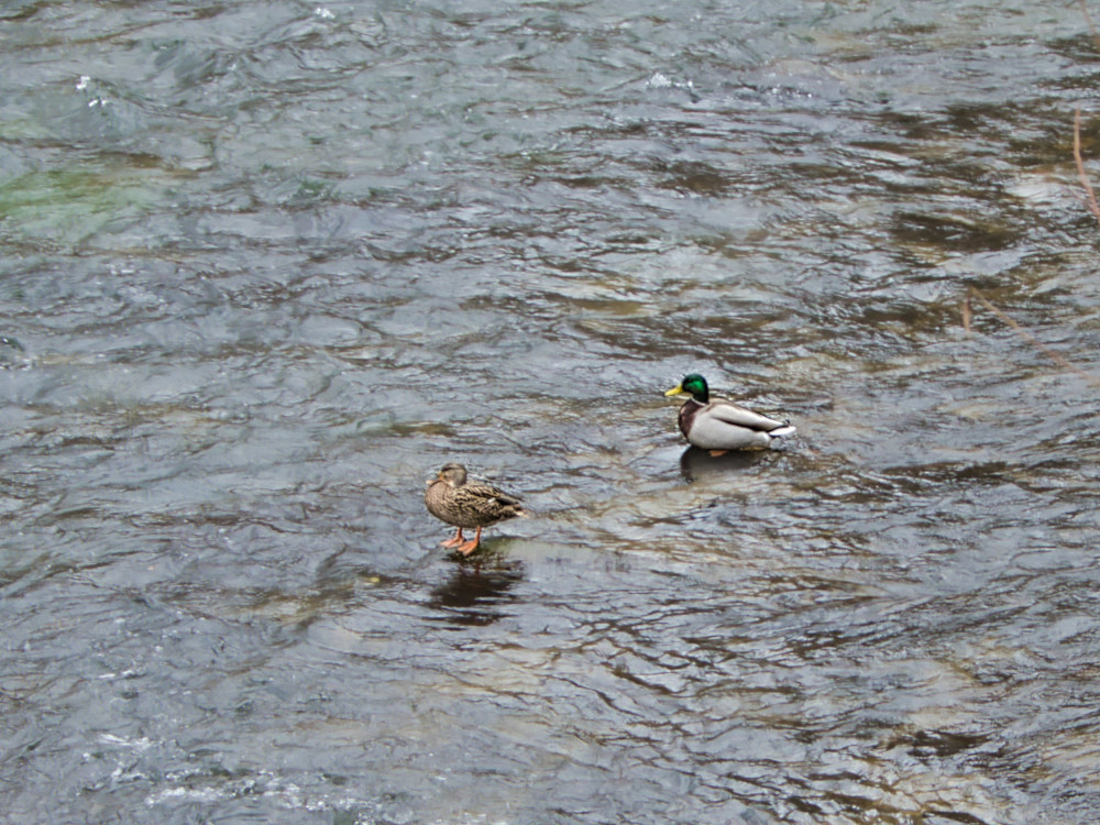 Stockenten im Wasser