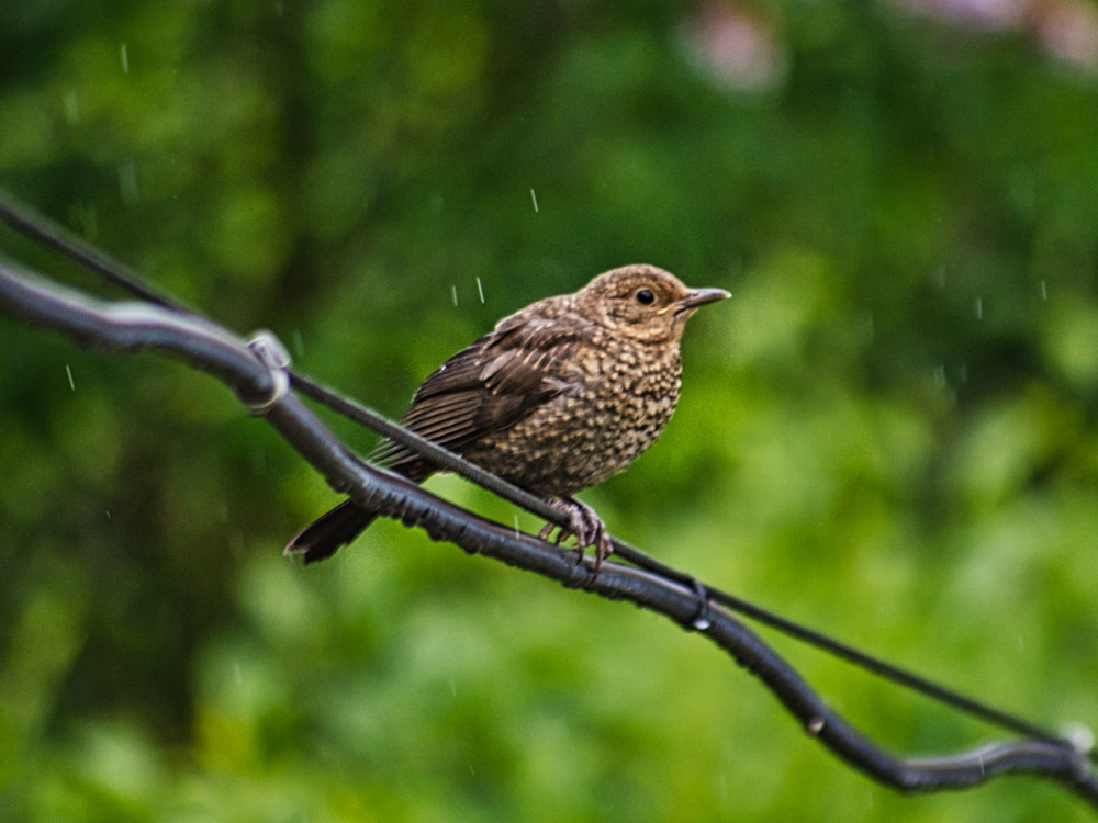 Drossel? im Regen