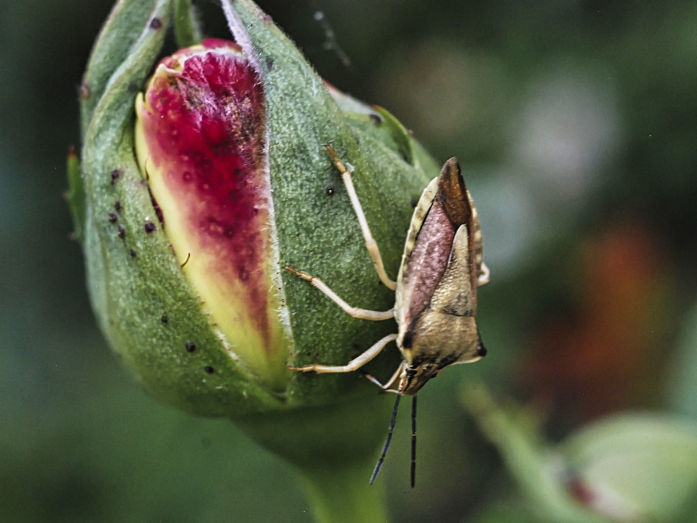 Käfer auf Knospe