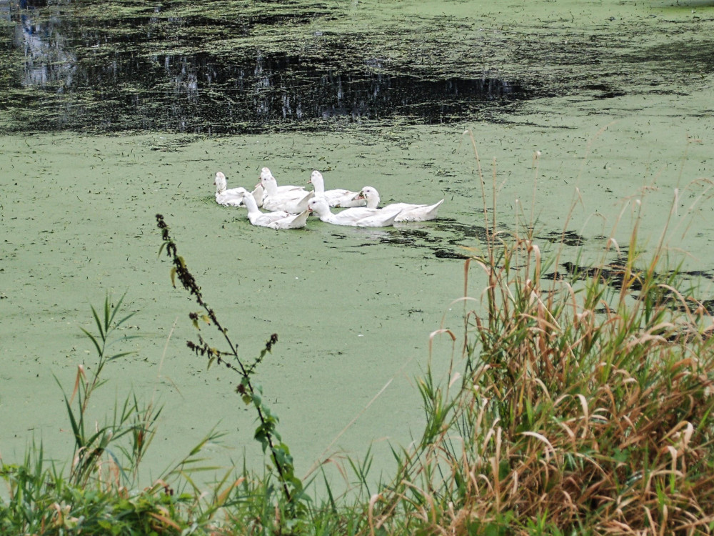 Enten im Wasser