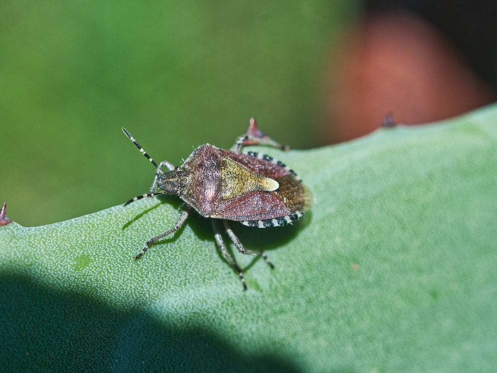 Käfer