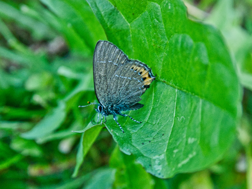 Schmetterling