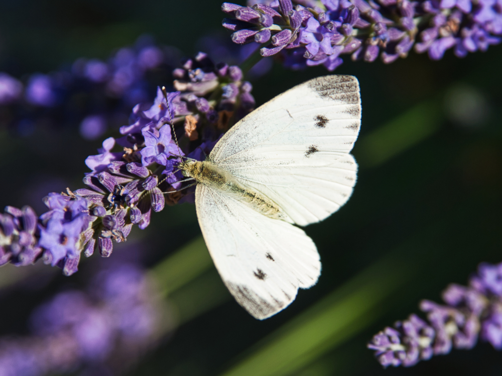 Schmetterling