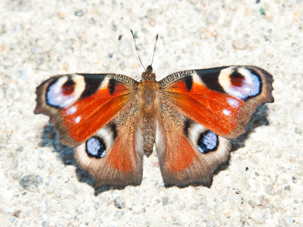 Schmetterling