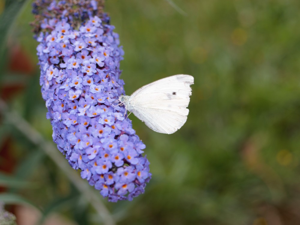 Schmetterling