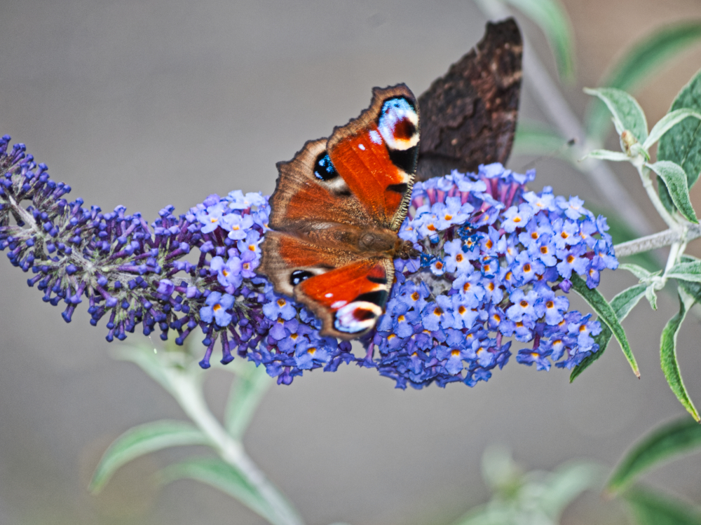 Schmetterling