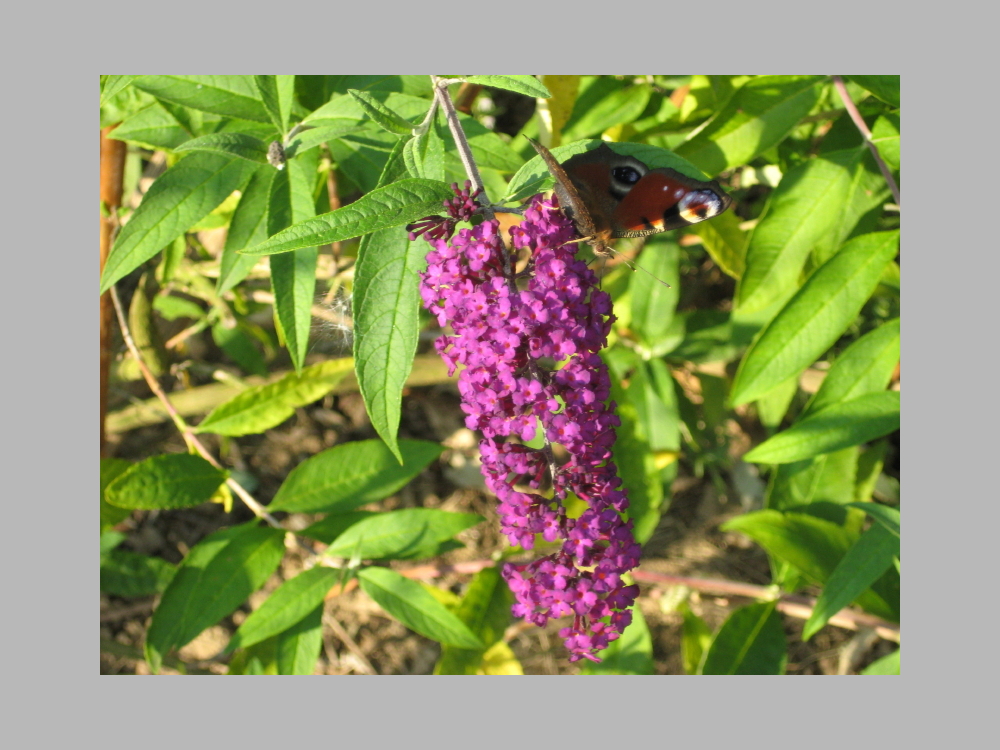 Schmetterling