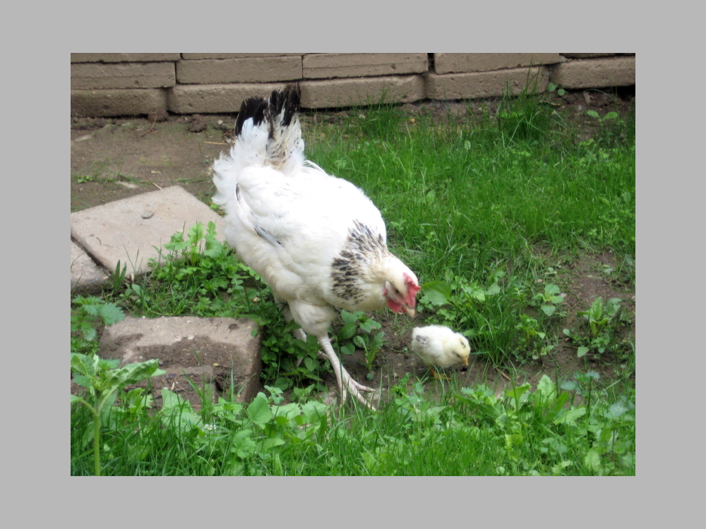 Huhn mit Kücken