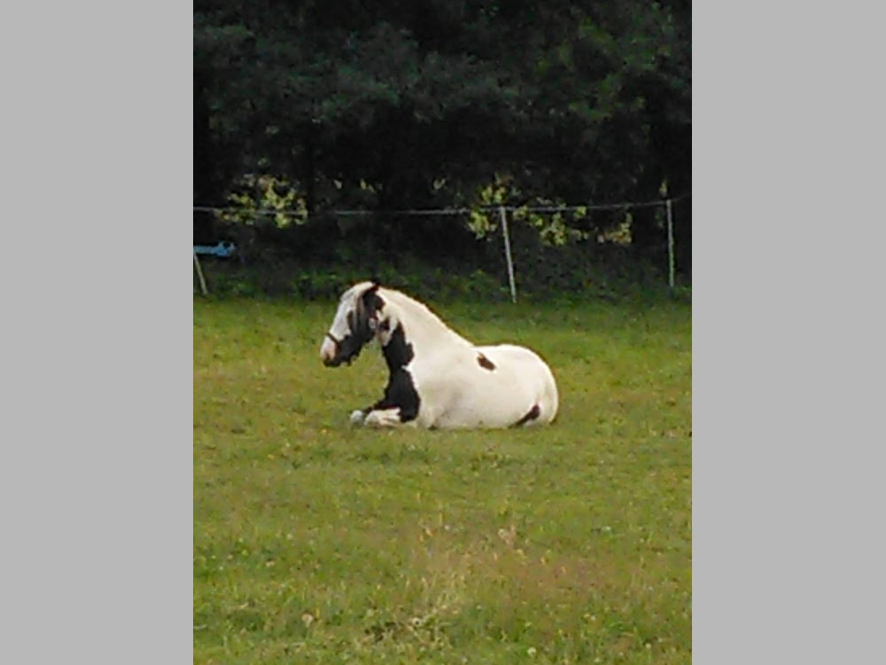 Ruhendes Pferd