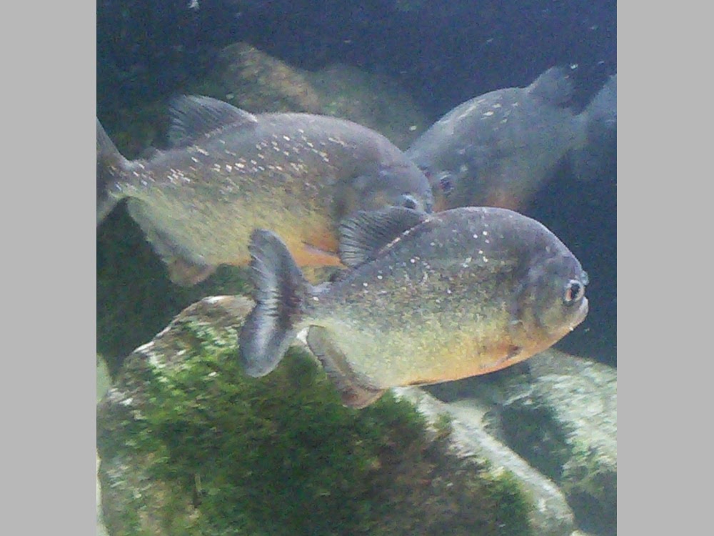 Piranhas im Aquarium