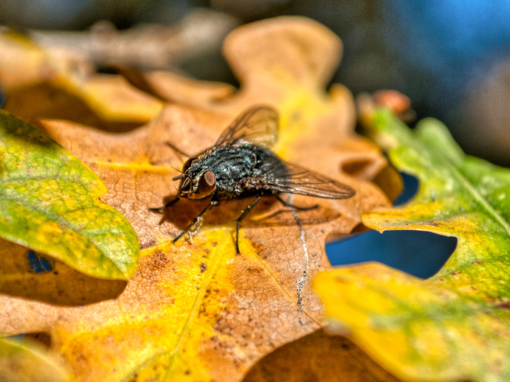 Fliege auf Blatt