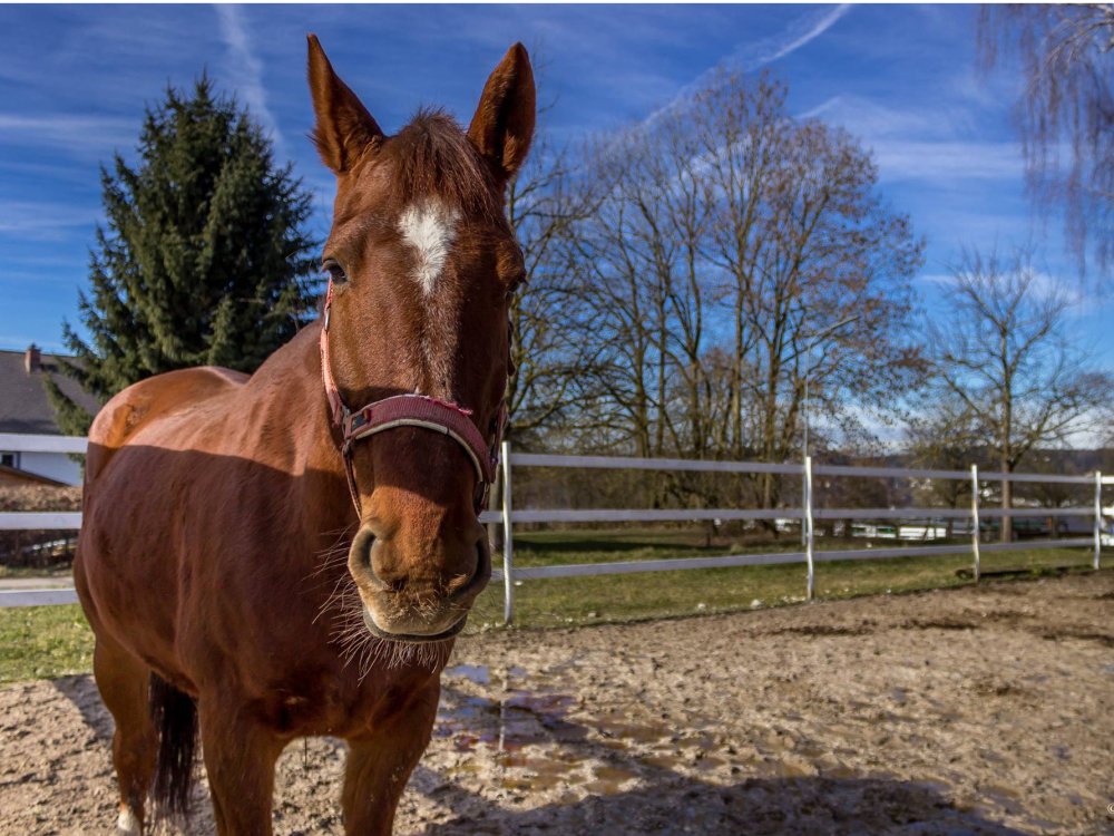 Pferd auf Koppel