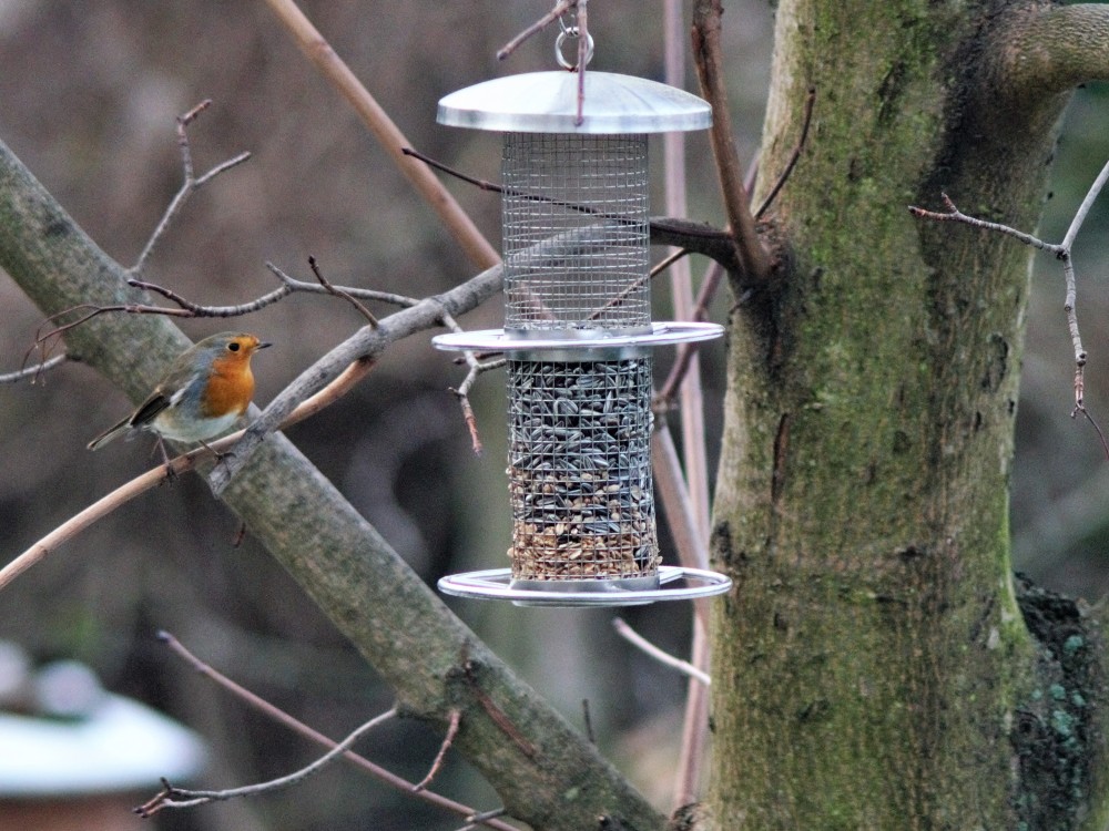 Vogel an Futterstelle