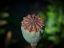 Vorschaubild: Mohn