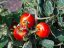 Vorschaubild: Tomaten am Strauch