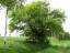 Vorschaubild: 400-jähriger Apfelbaum