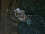 Vorschaubild: Spinne