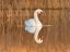 Vorschaubild: Schwan